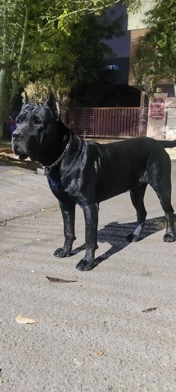 Cane Corso Dogs For Mating In Pune