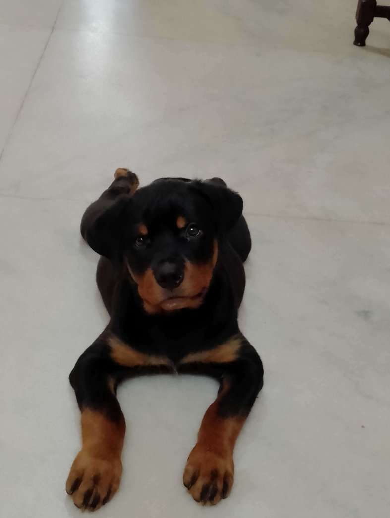 Rottweiler For Sale In Kannur