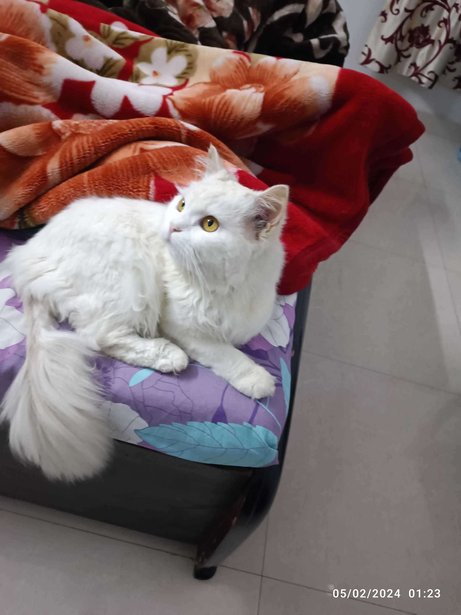 Persian Dogs For Mating In Gurgaon