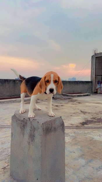 Beagle For Sale In Gurgaon