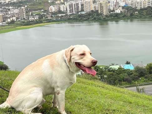 Labrador Retriever Dogs For Mating In Pune