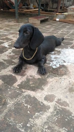 Dachshund Dogs For Mating In Chennai