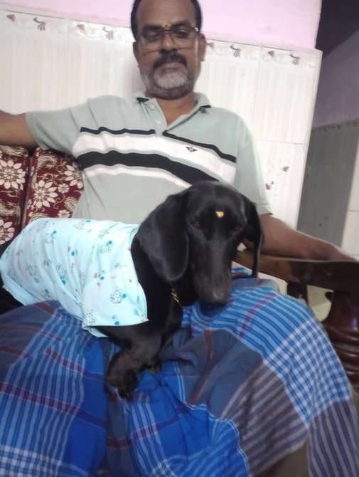 Dachshund Dogs For Mating In Chennai
