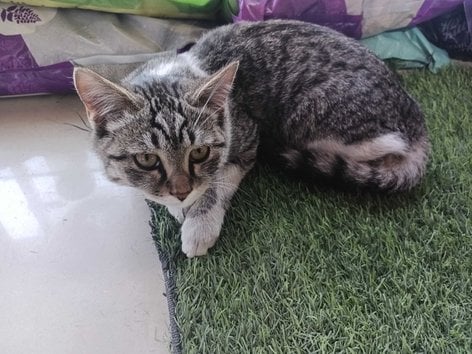 Indian Breed For Adoption In Jaipur