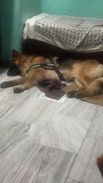 German Shepherd Dogs For Mating In Agra
