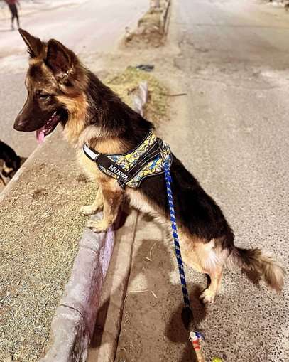 German Shepherd Dogs For Mating In Agra