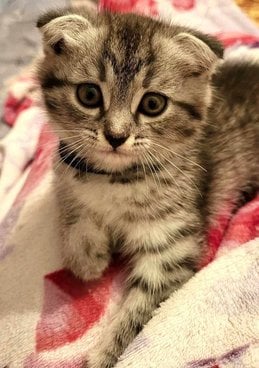 British Shorthair Dogs For Mating In Delhi