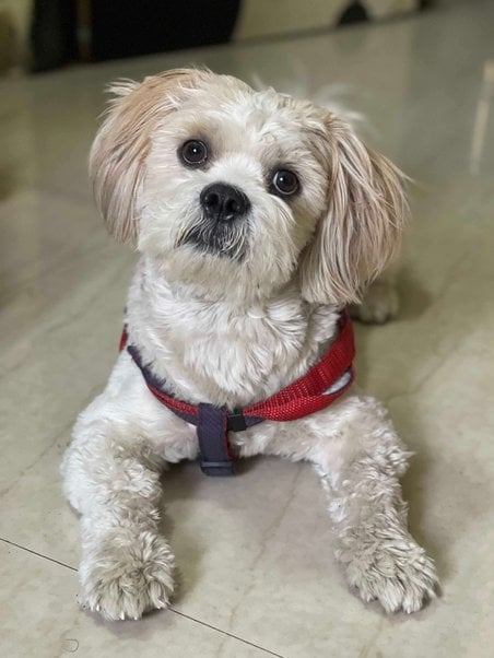 Lhasapoo Dogs For Mating In Pune