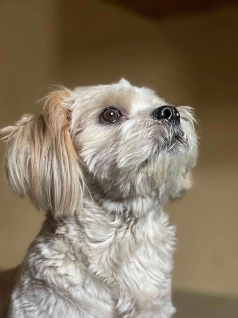 Lhasapoo Dogs For Mating In Pune