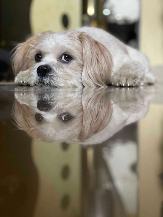 Lhasapoo Dogs For Mating In Pune