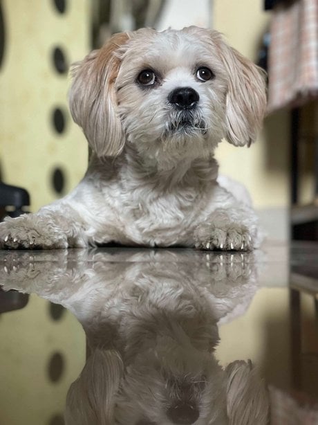 Lhasapoo Dogs For Mating In Pune