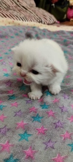 Persian For Sale In Bikaner