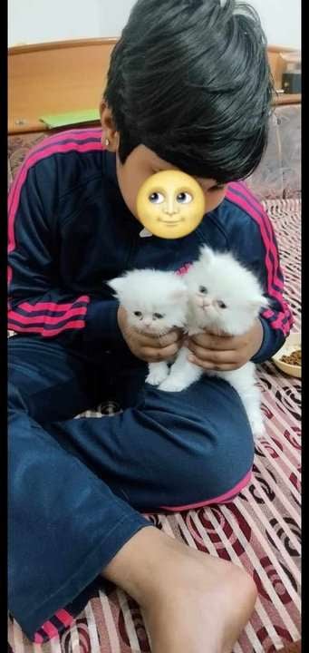 Persian For Sale In Bikaner