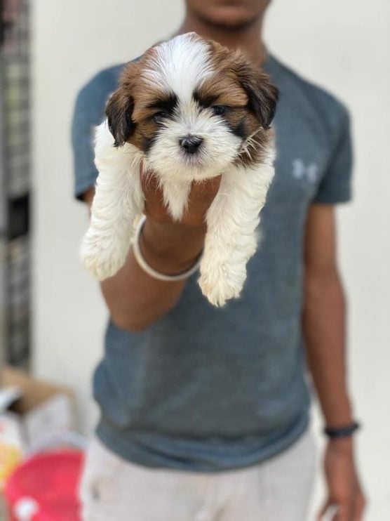 Shih Tzu For Sale In Kolkata