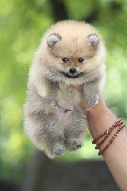 Toy Pom For Sale In Delhi