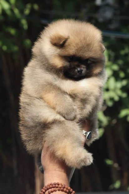 Toy Pom For Sale In Kolkata