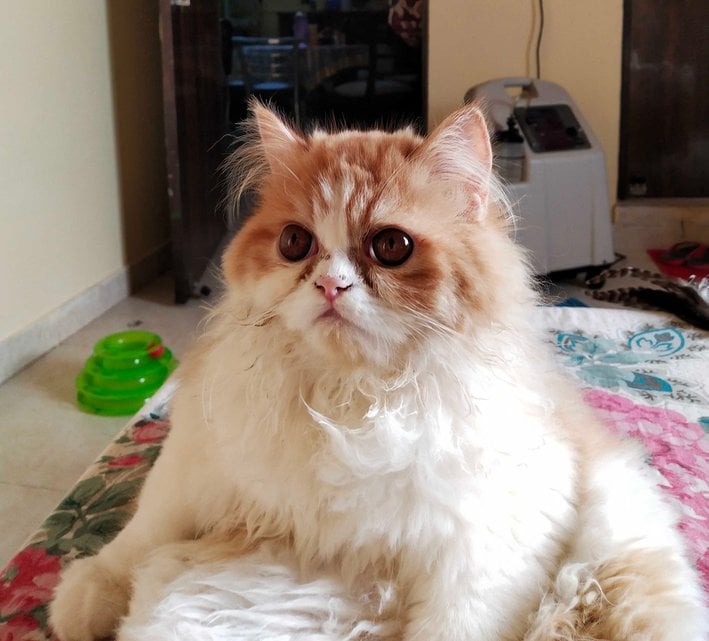 Persian For Sale In Bareilly