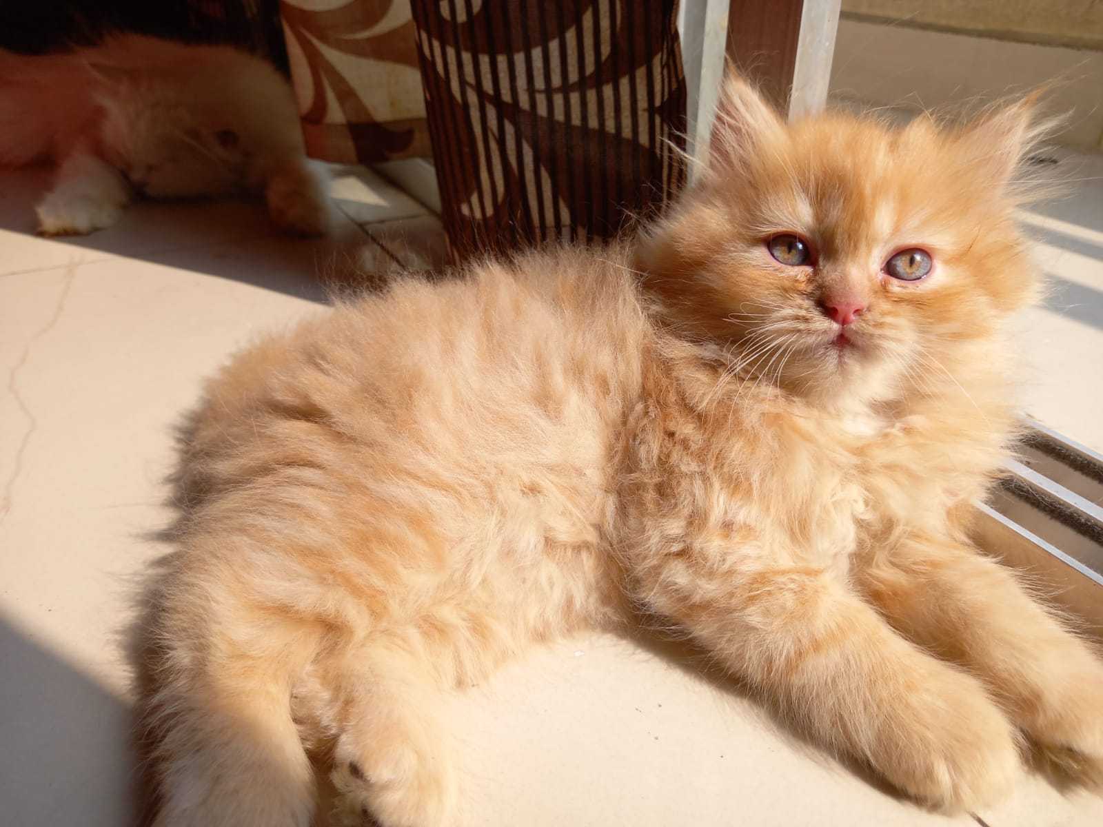Persian For Sale In Patna