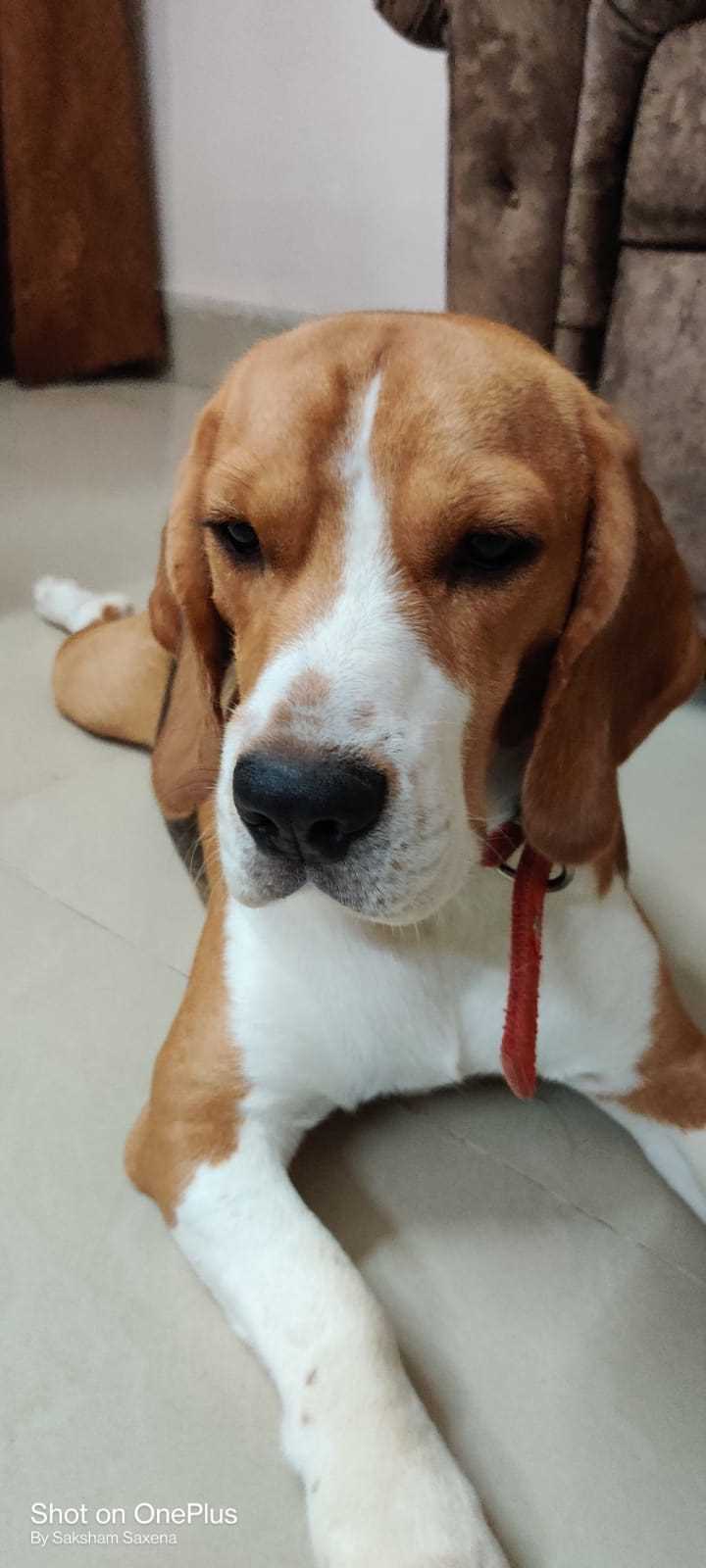 Beagle Dogs For Mating In Delhi