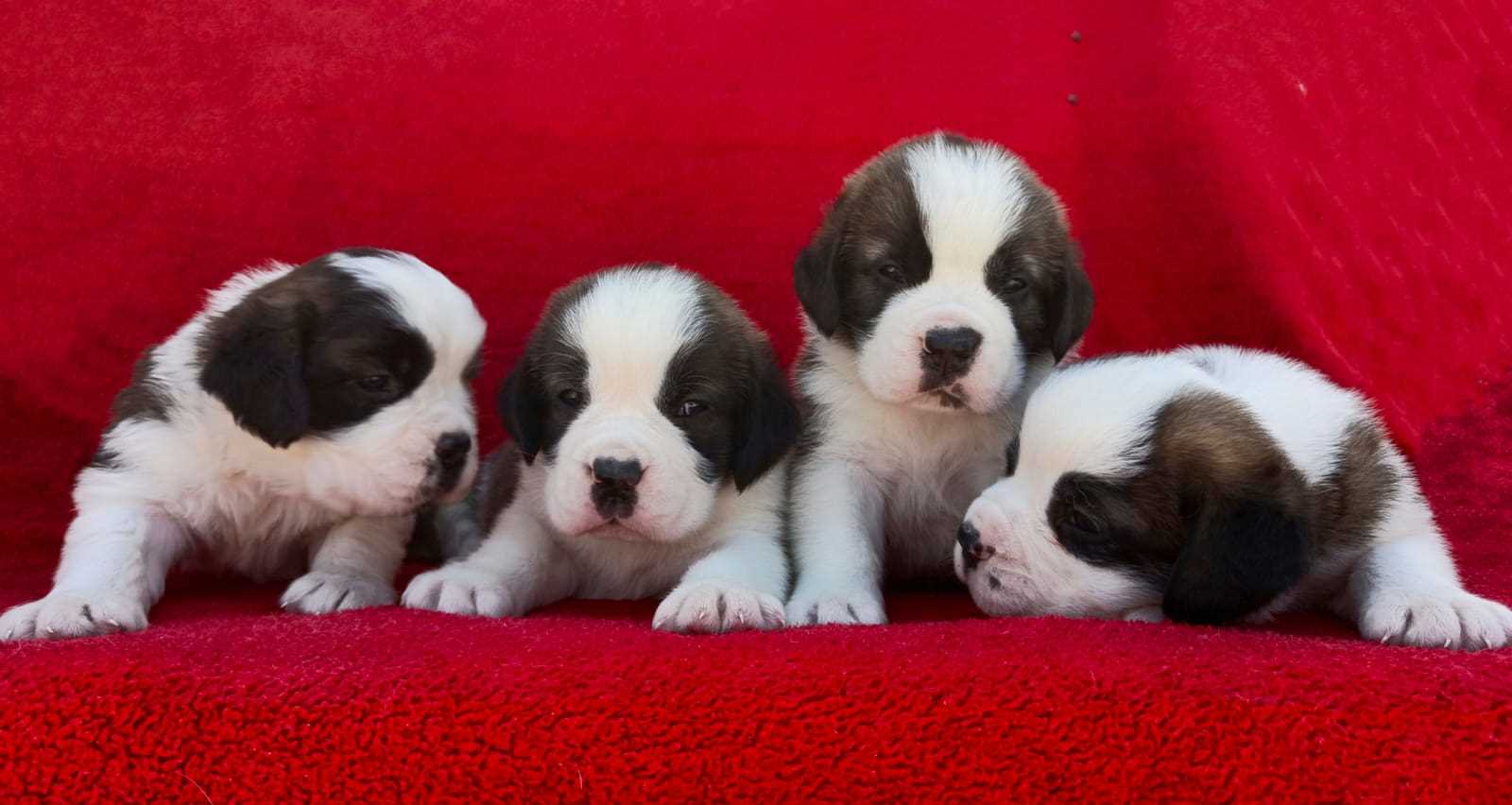 Saint Bernard For Sale In Varanasi