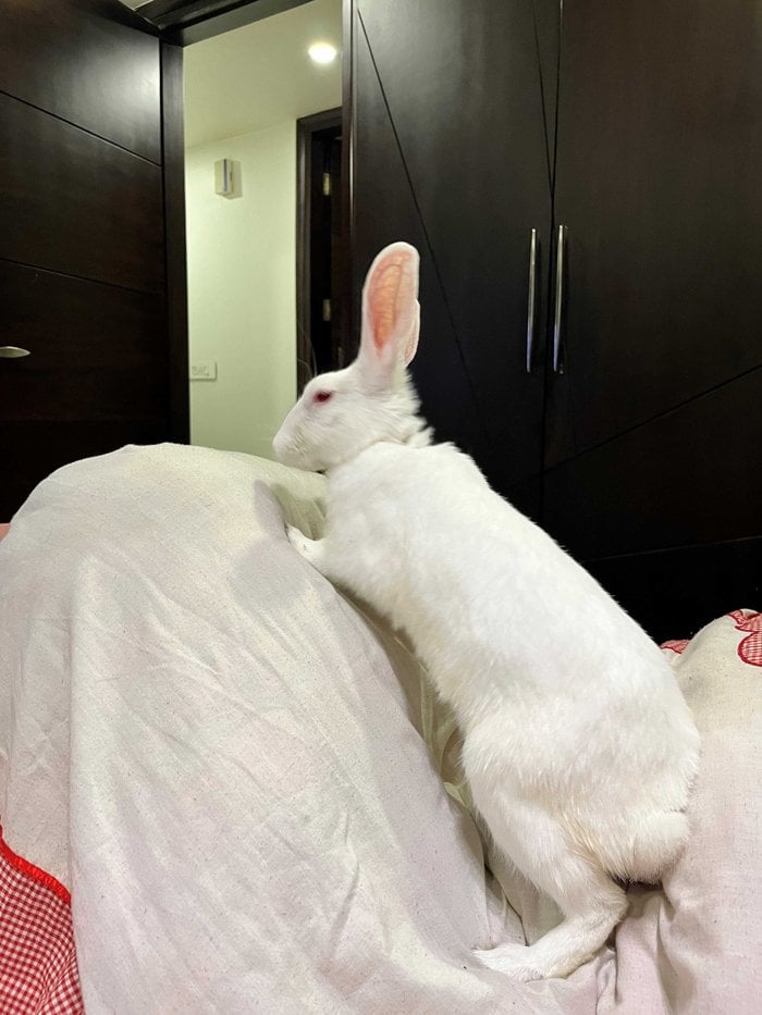 Rabbits For Adoption In Delhi