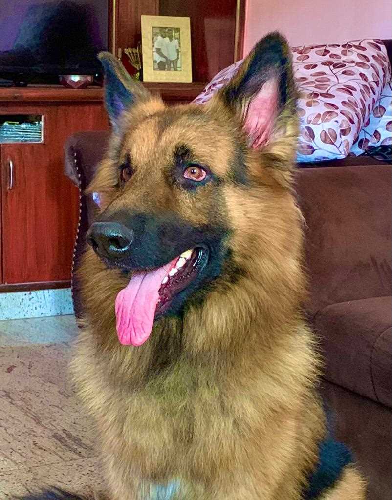 German Shepherd Dogs For Mating In Pune