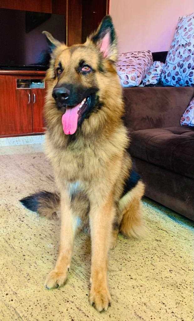 German Shepherd Dogs For Mating In Pune