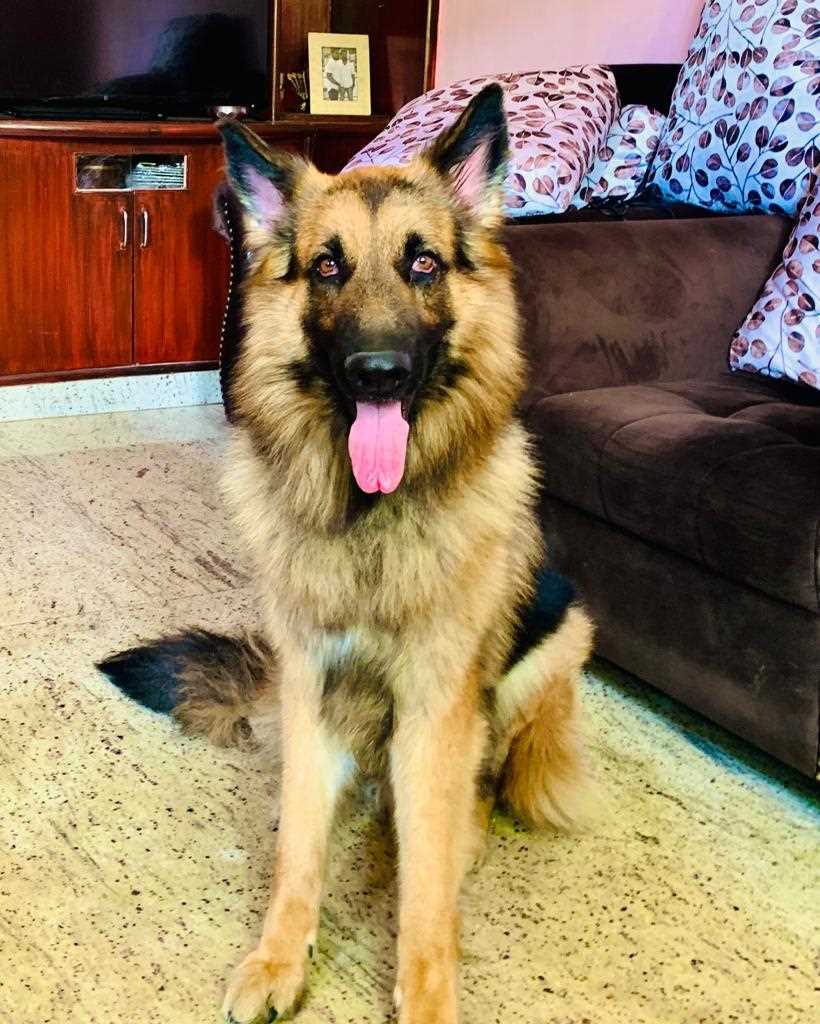 German Shepherd Dogs For Mating In Pune