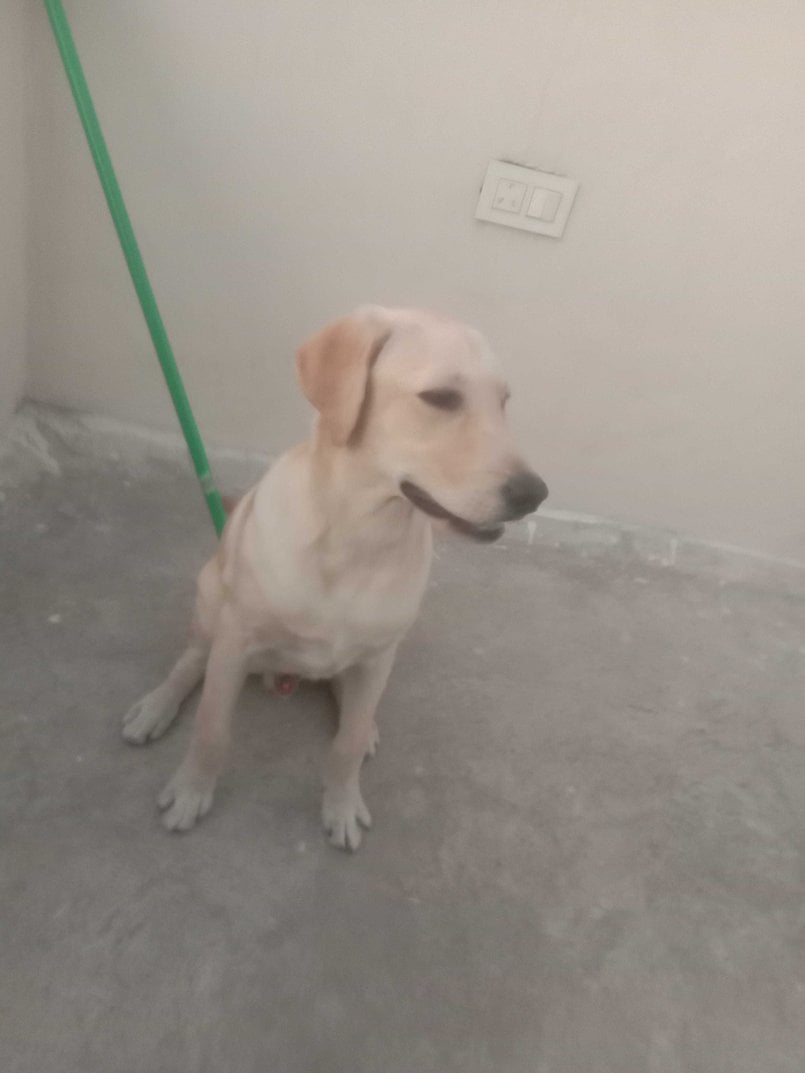 Labrador Retriever Dogs For Mating In Hyderabad