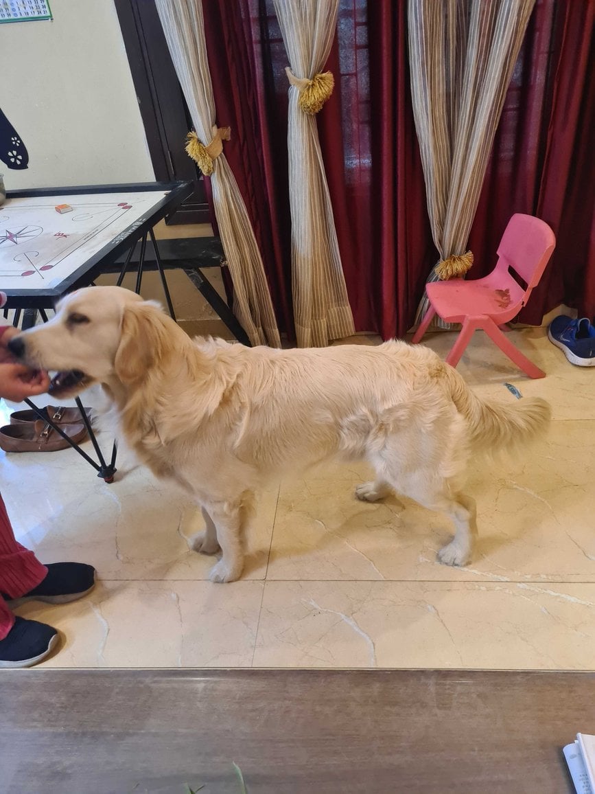 Golden Retriever Dogs For Mating In Mandi HP