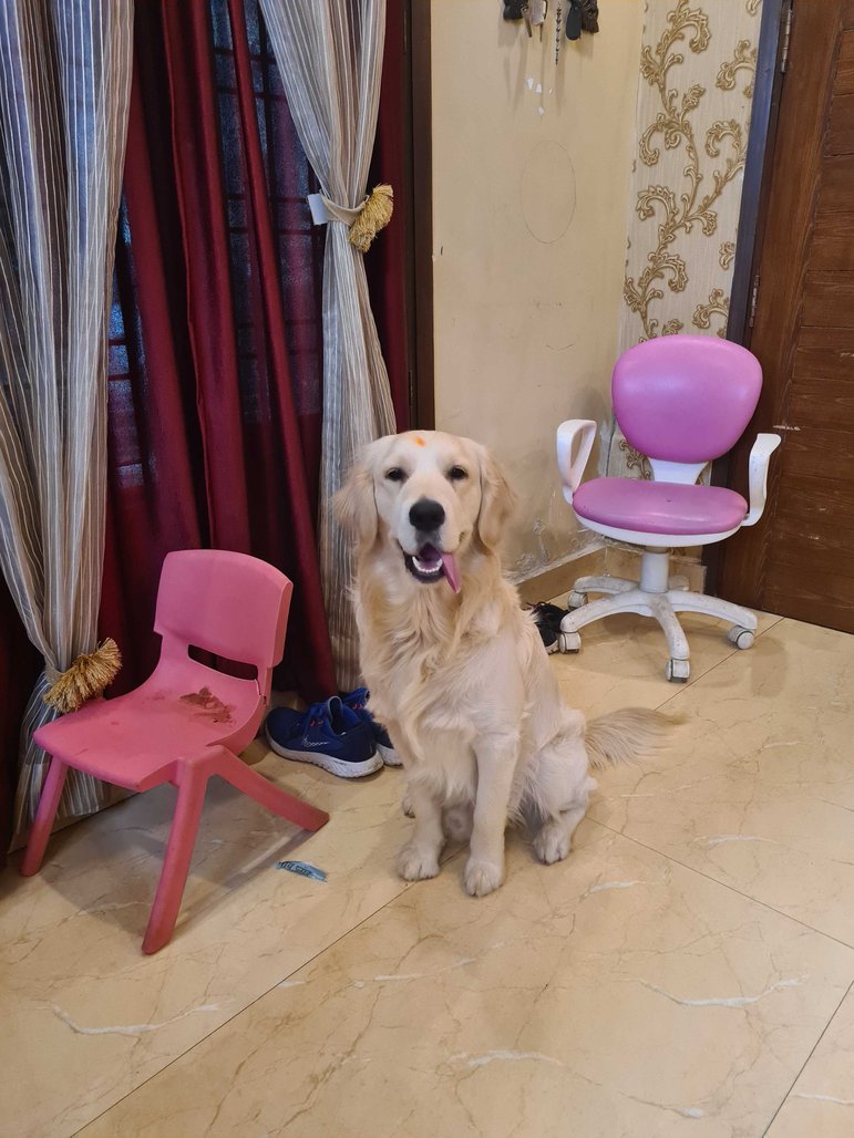 Golden Retriever Dogs For Mating In Mandi HP