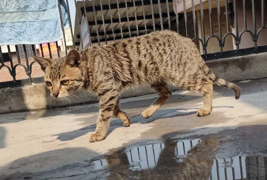 Indian Breed For Adoption In Ludhiana