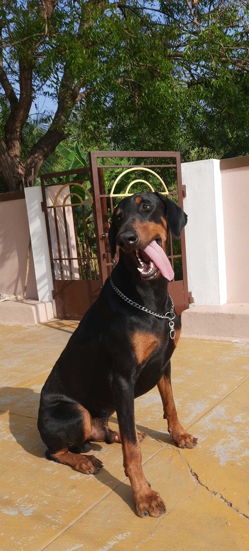 Doberman Dogs For Mating In Erode