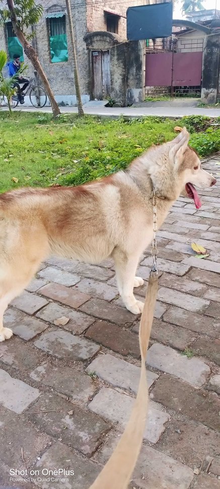 Siberian Husky Dogs For Mating In Lucknow
