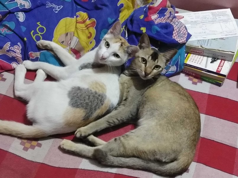 Indian Breed For Adoption In Bhubaneswar