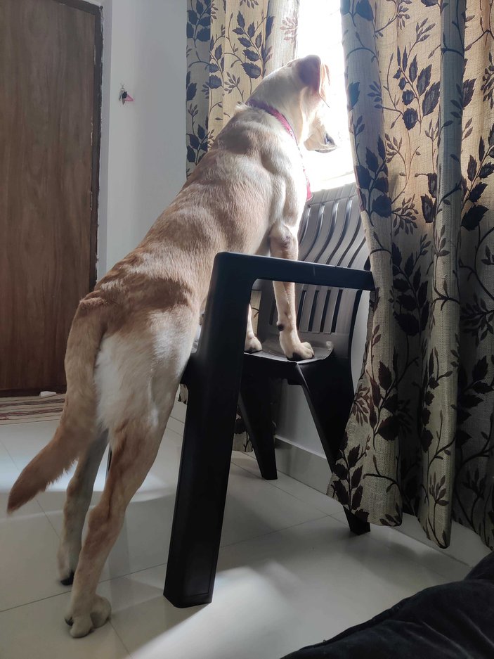 Labrador Retriever Dogs For Mating In Kannur