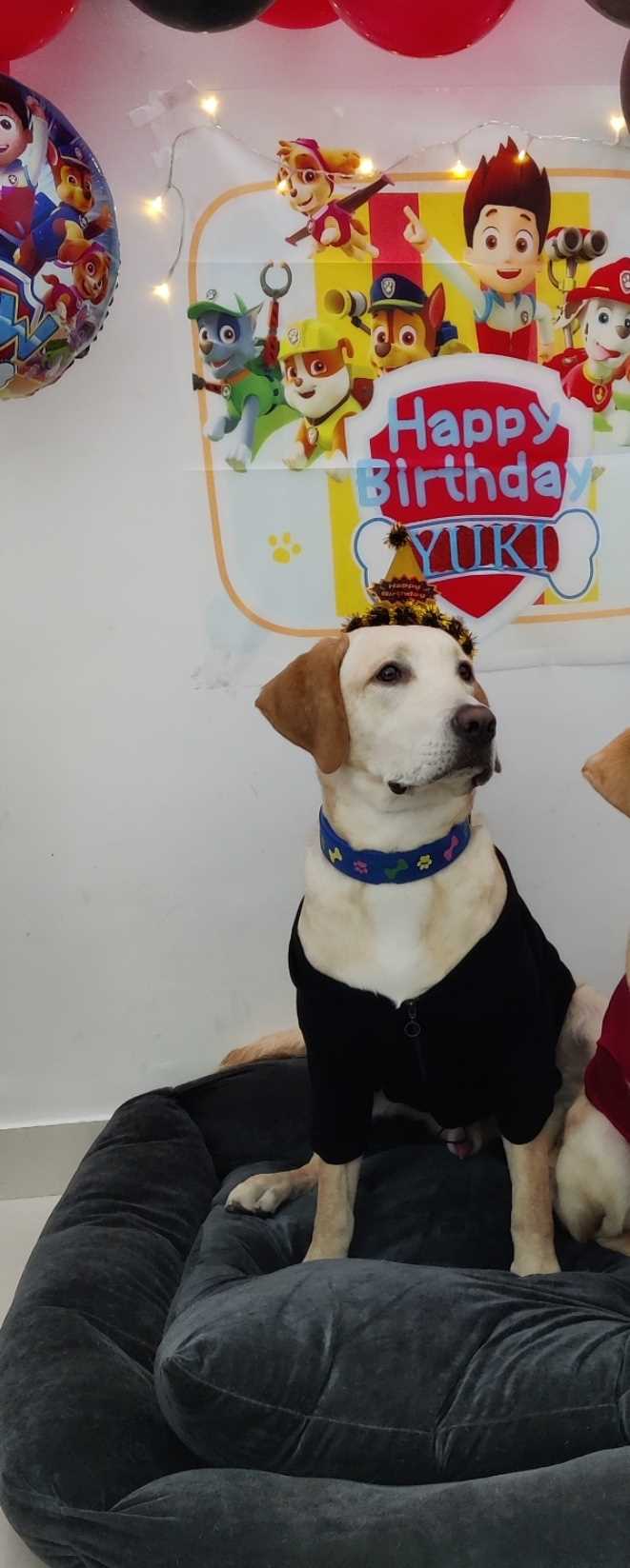 Labrador Retriever Dogs For Mating In Kannur