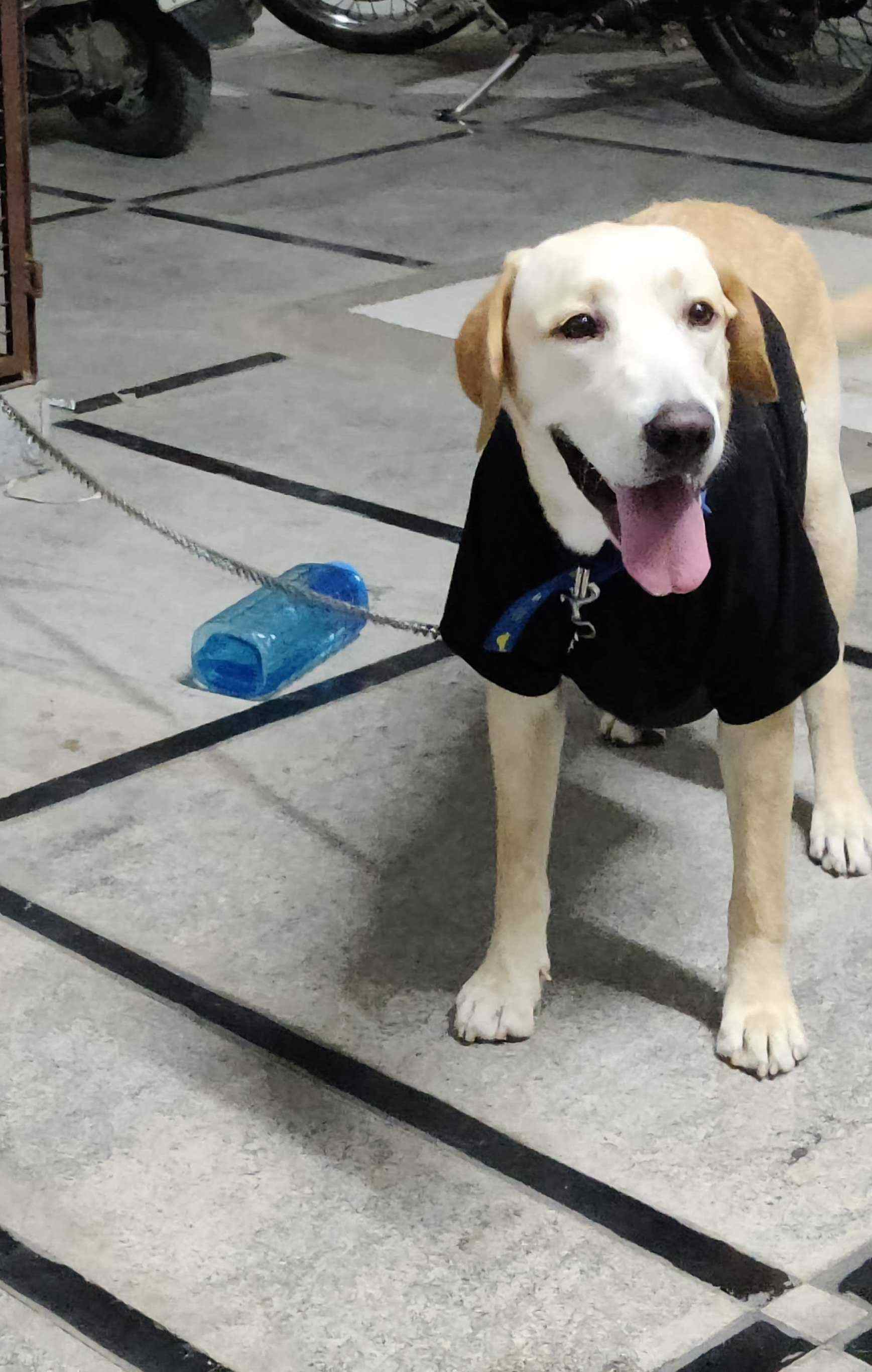 Labrador Retriever Dogs For Mating In Kannur