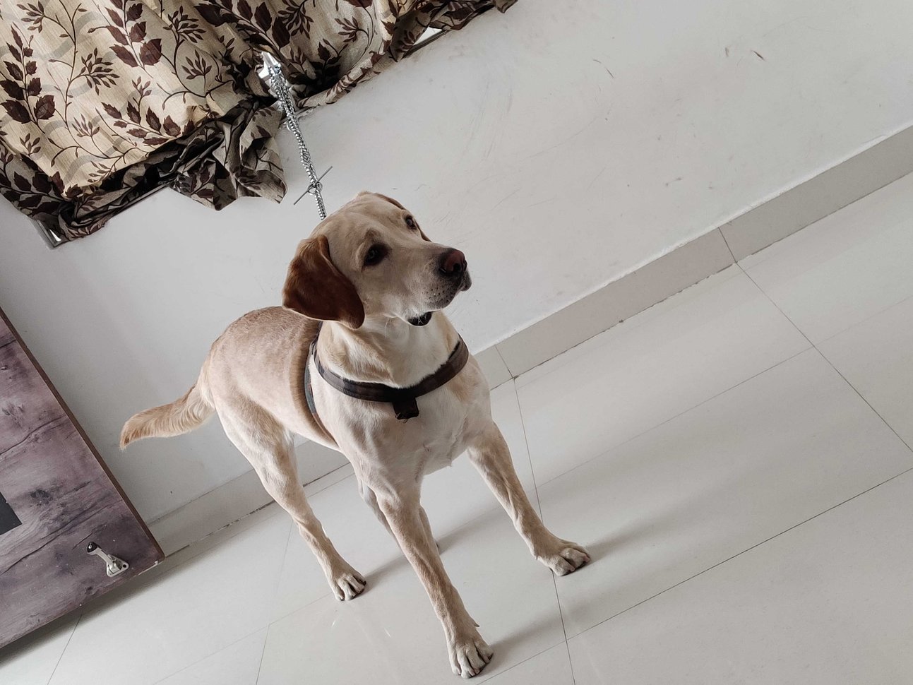 Labrador Retriever Dogs For Mating In Kannur