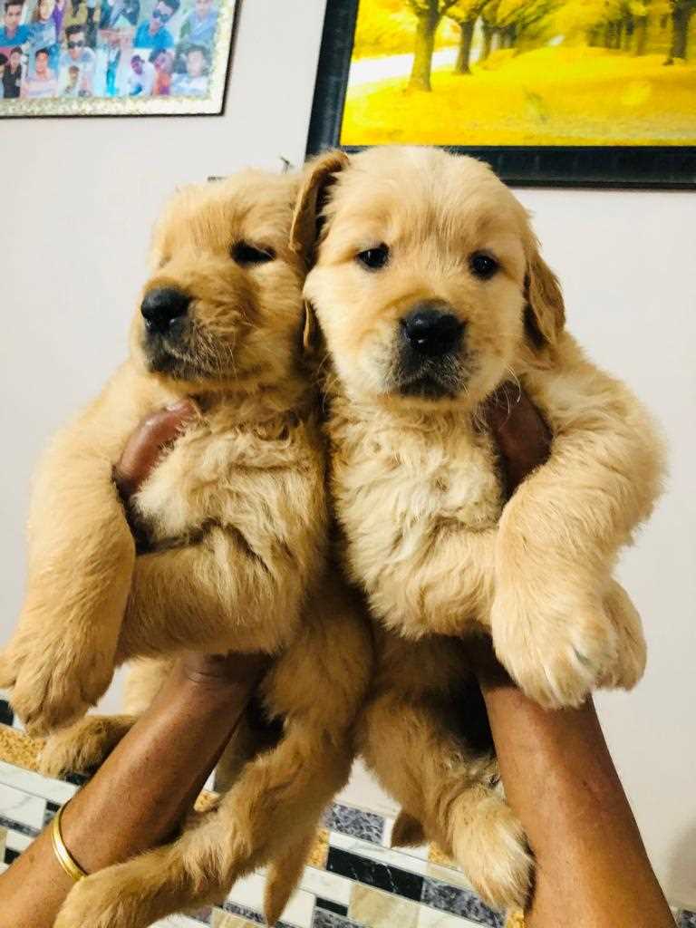 Golden Retriever For Sale In Meerut