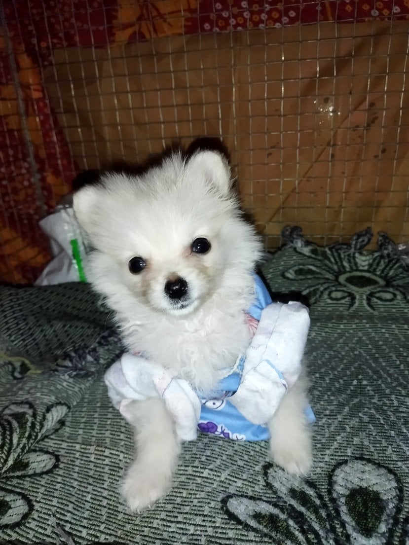 Culture Pomeranian For Sale In Kolkata
