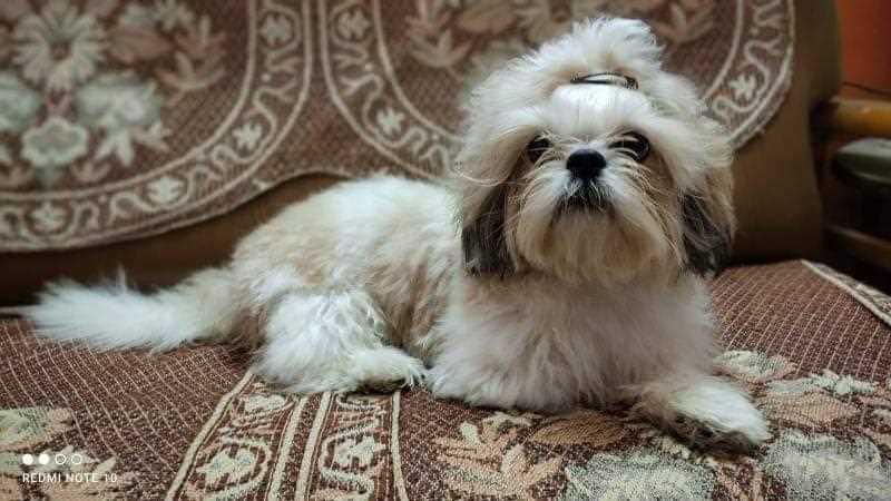 Shih Tzu Dogs For Mating In Chennai
