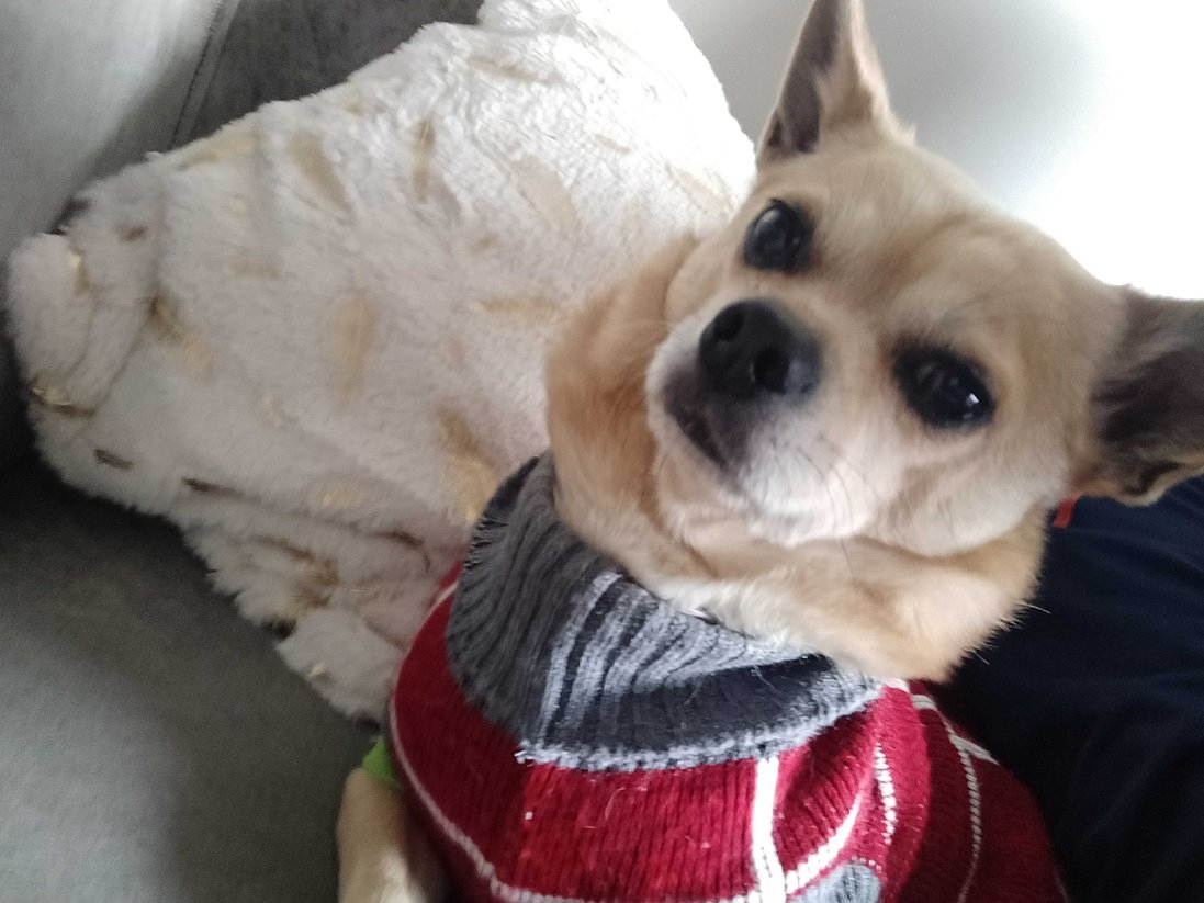 Chihuahua For Sale In Hyderabad