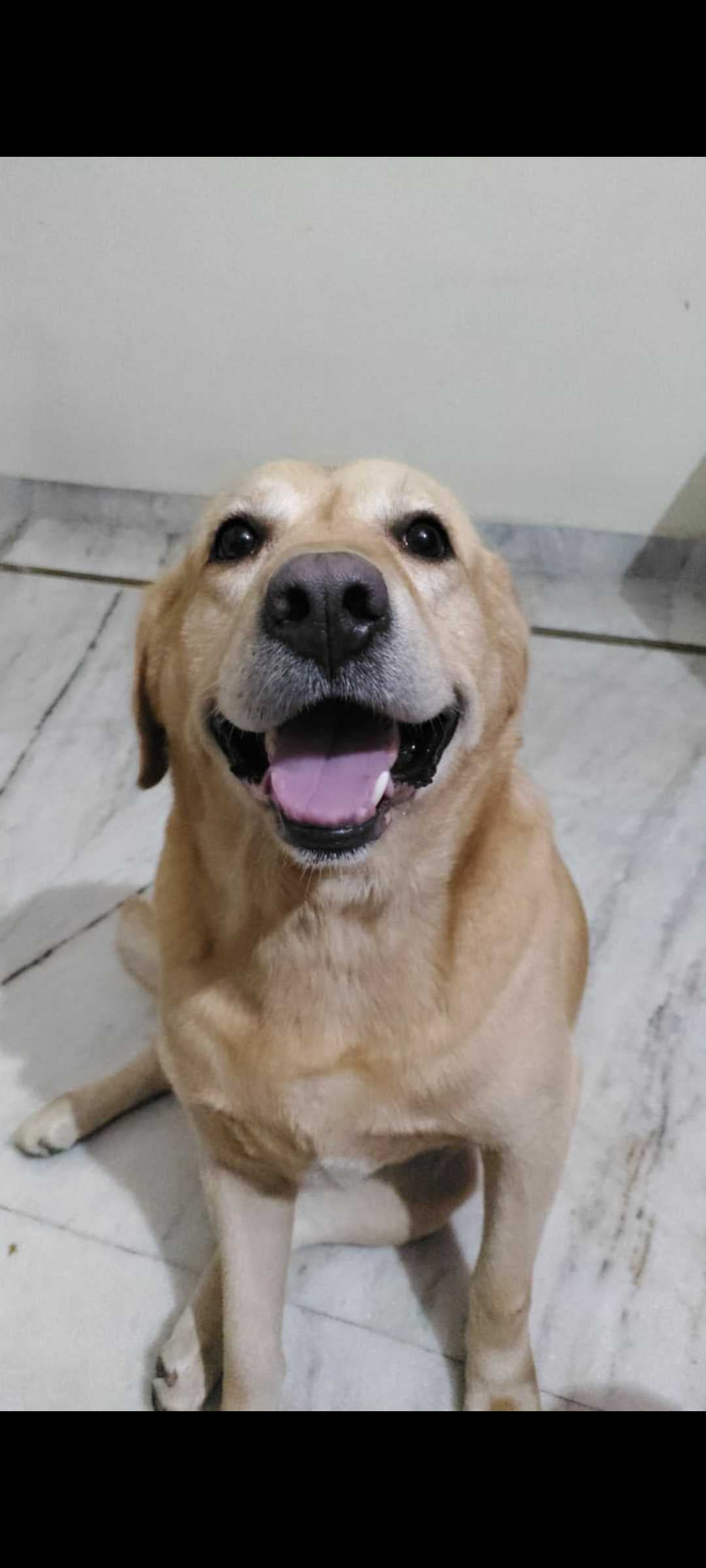 Labrador Retriever Dogs For Mating In Gangtok