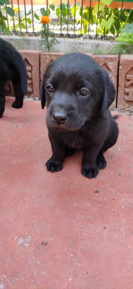 Labrador Retriever For Sale In Namakkal