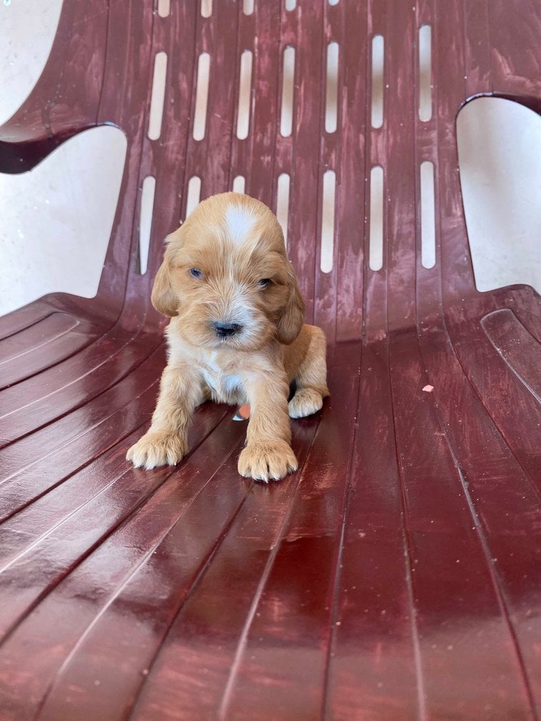 Cocker Spaniel For Sale In Jaipur