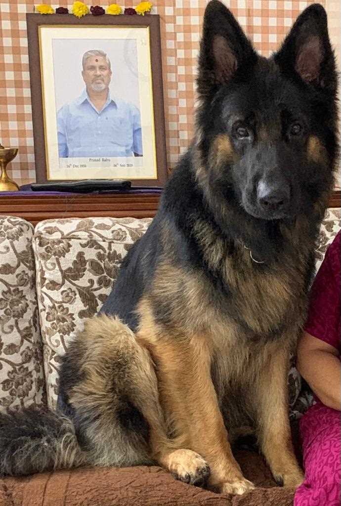 German Shepherd Dogs For Mating In Pune