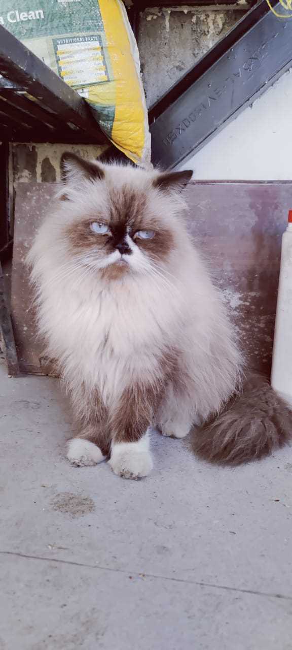 Himalayan For Sale In Kochi
