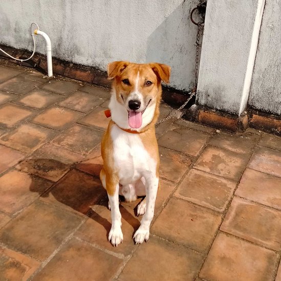 Indian Breed Dogs For Mating In Chennai