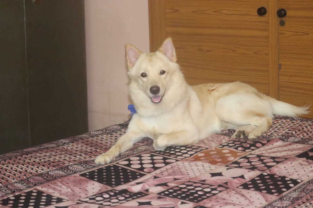 Pomeranian For Adoption In Tanuku